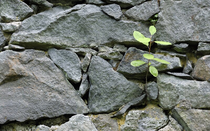 plant growing through stone wall