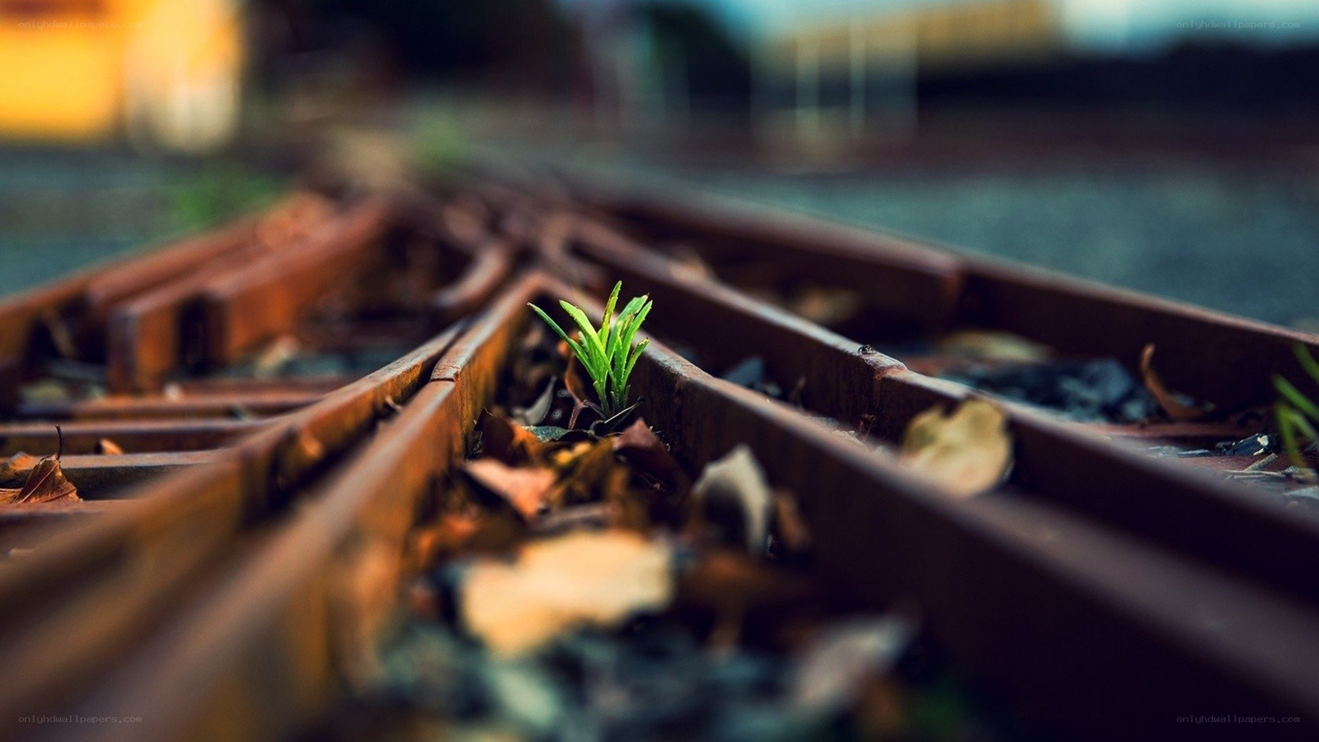 Plant growing through train tracks