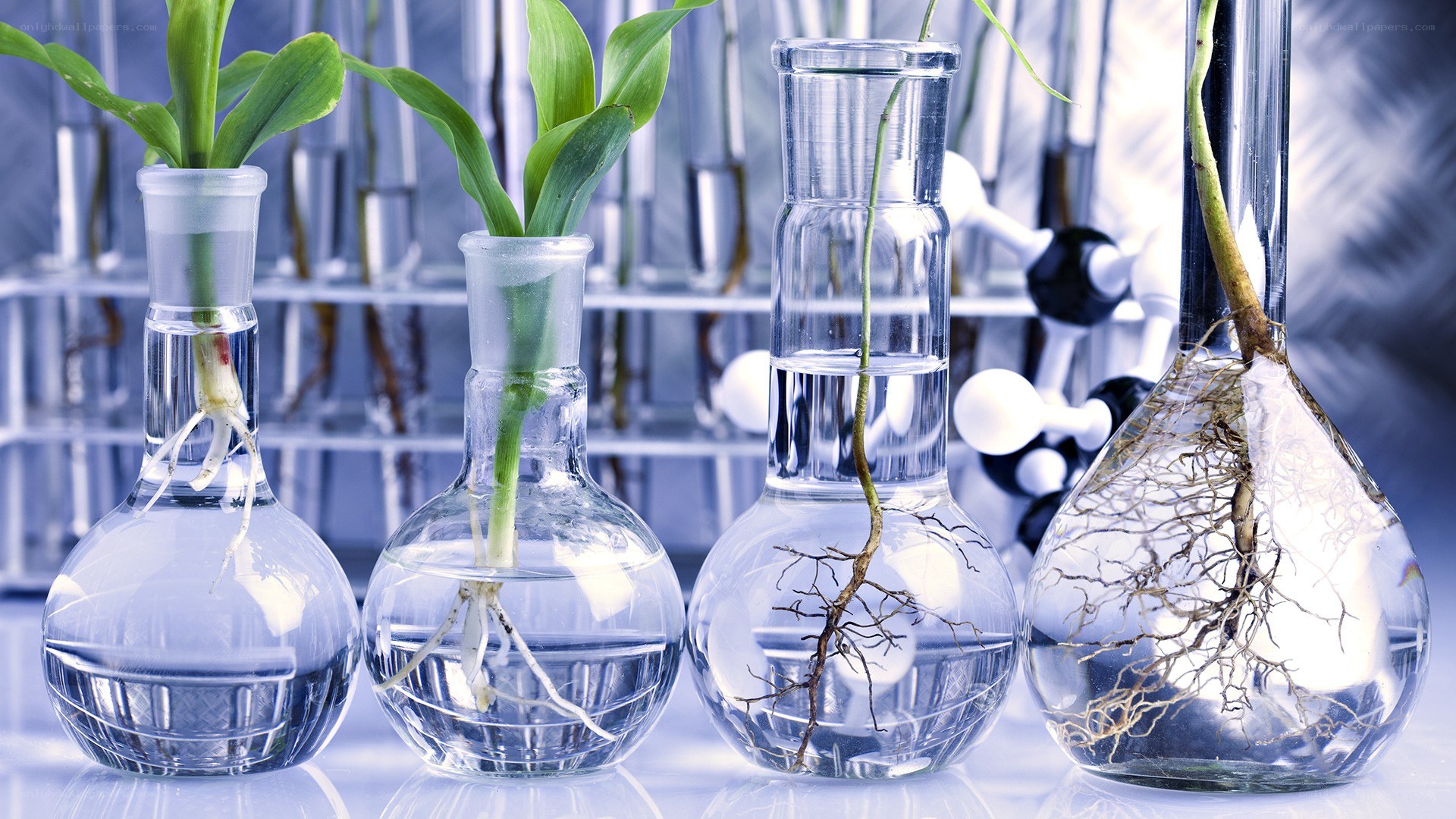 Plant growth in lab flasks