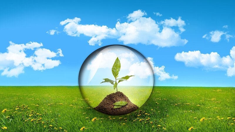 Plant in a glass dome