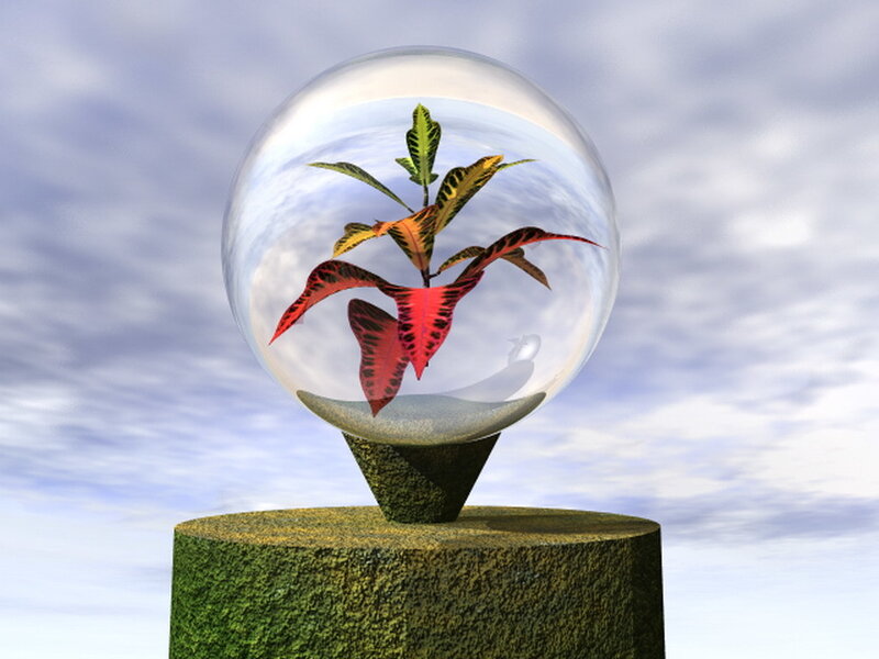 plant in a glass sphere