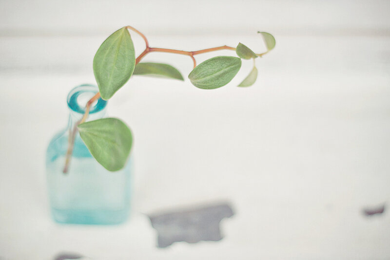 Plant in Blue Bottle