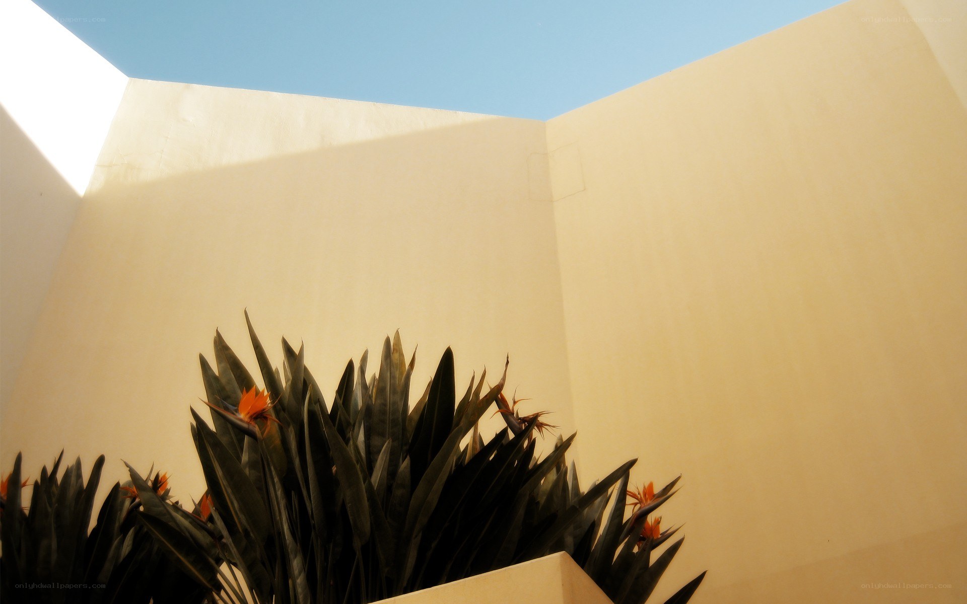 plant in courtyard corner