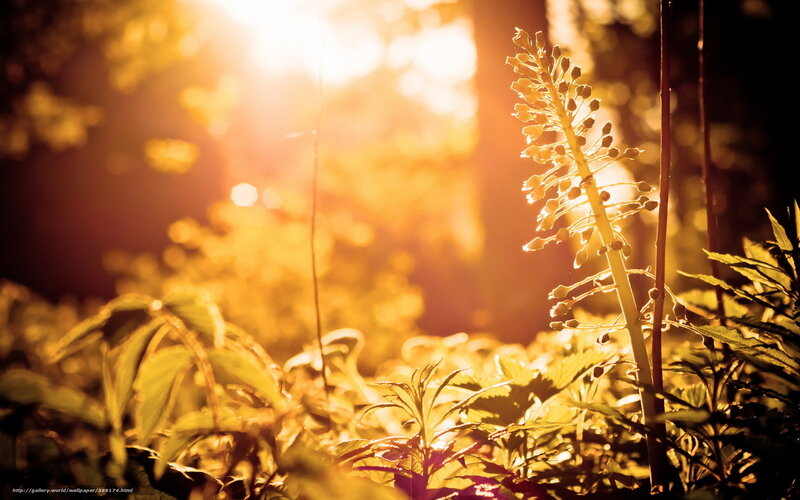 Plant in Forest Light — Yellow, Serene