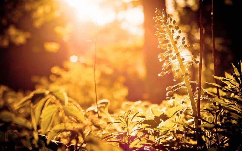 Plant in Forest Light — Yellow