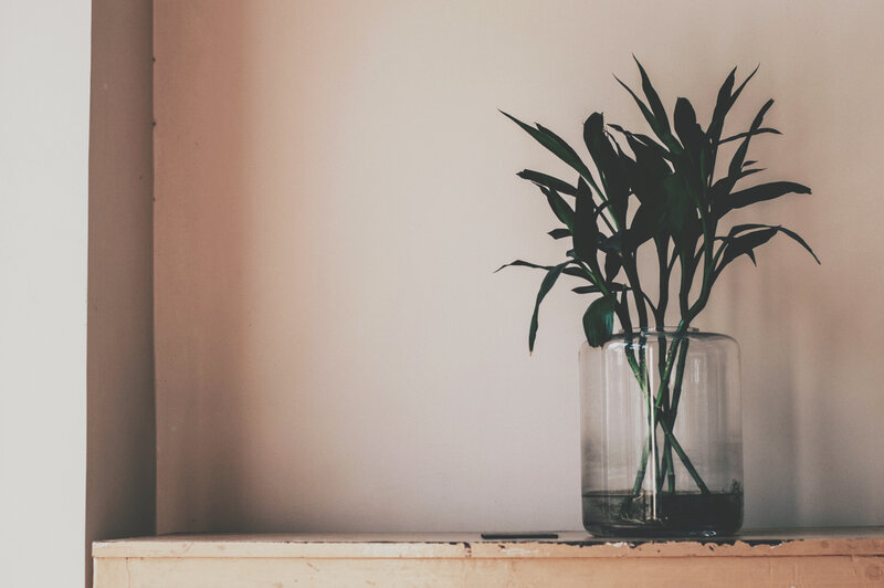 plant in glass vase