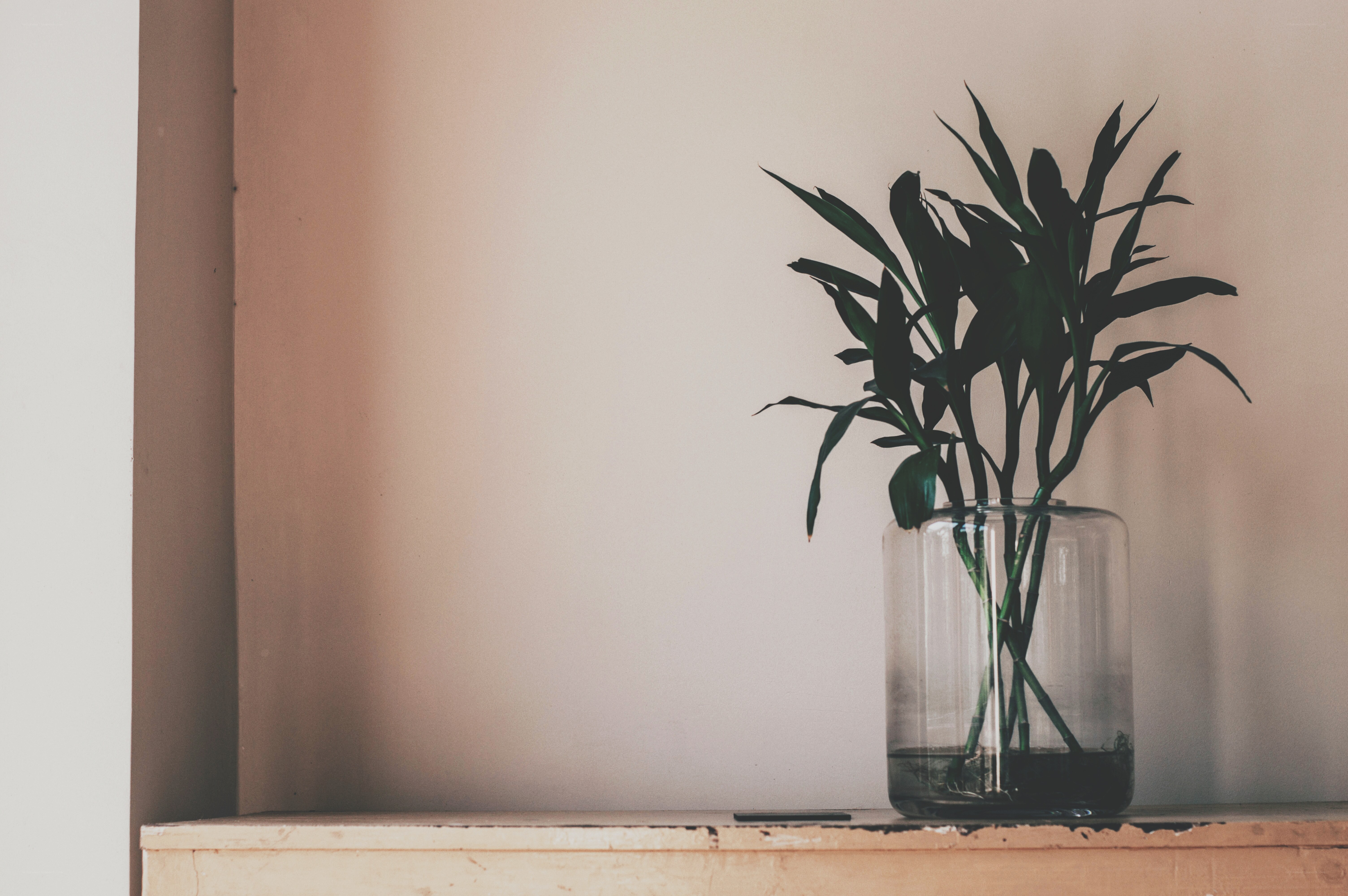 plant in glass vase