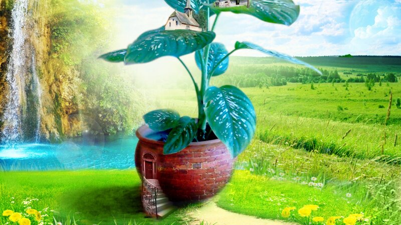Plant in Pot House