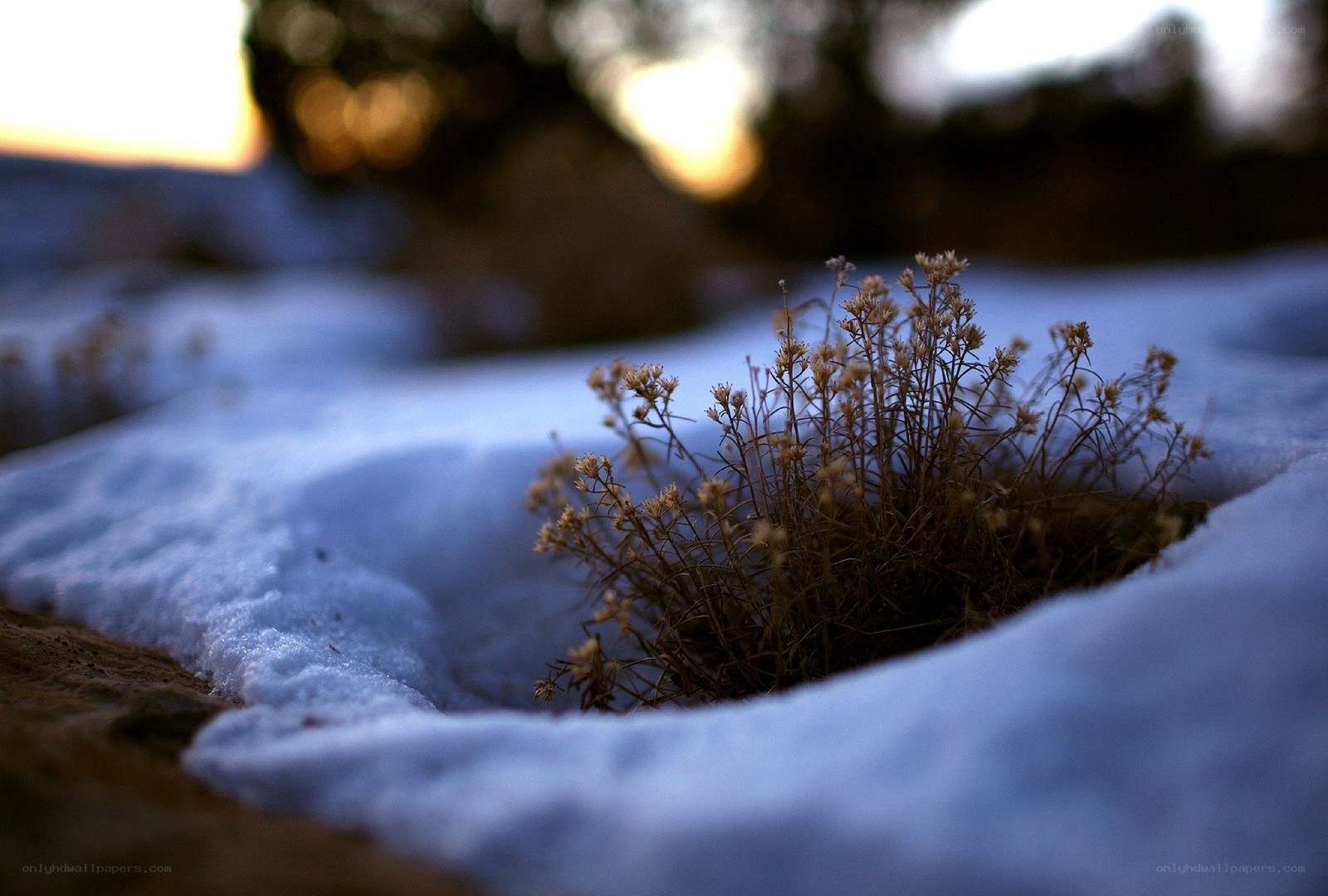 plant in snow at sunset