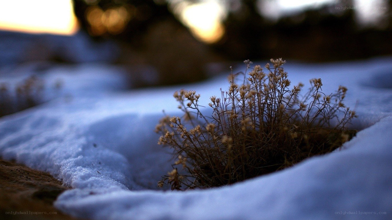 plant in snow at sunset