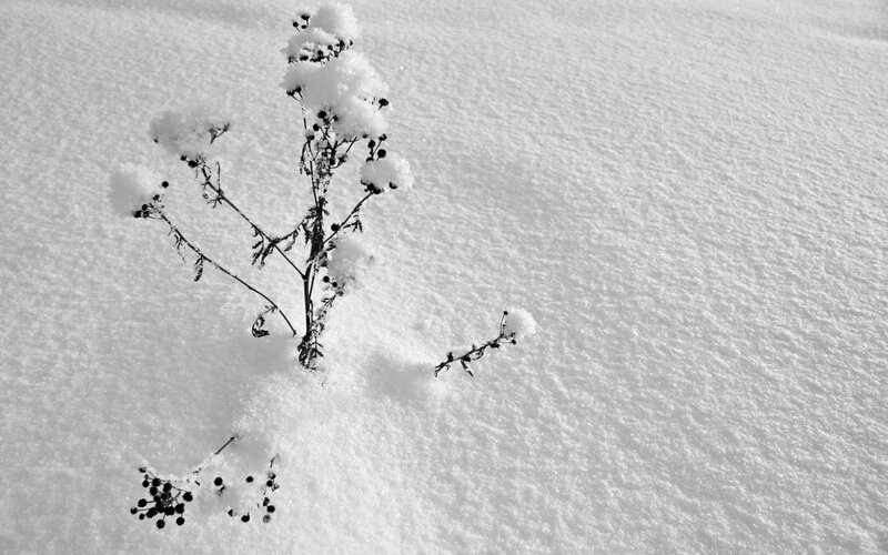 plant in snow