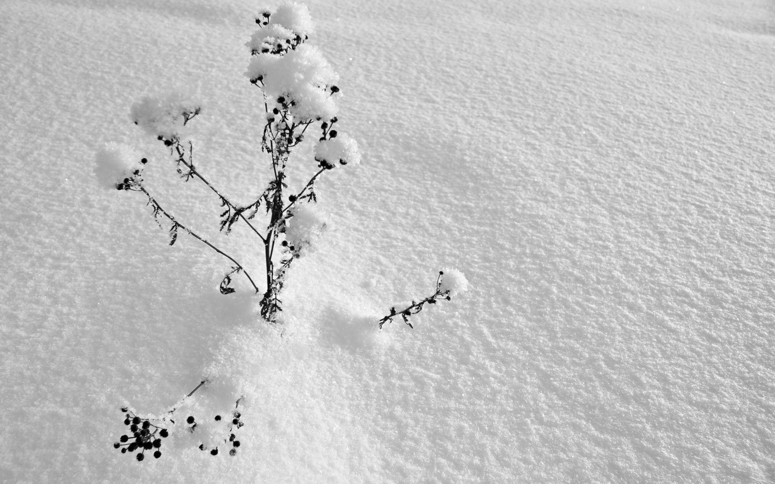 plant in snow