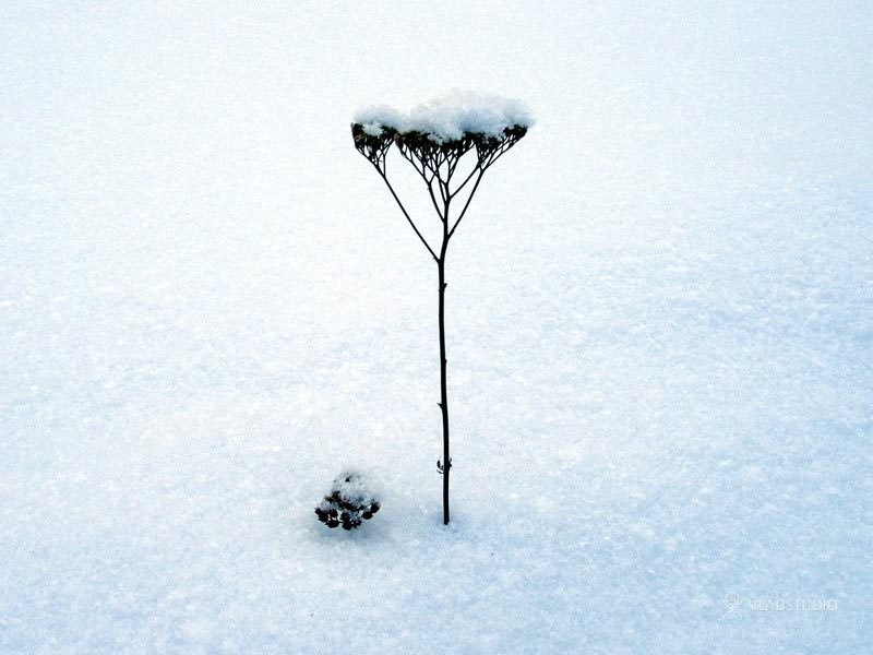 plant in snowy landscape