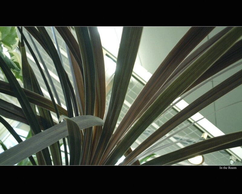 plant leaves in a room