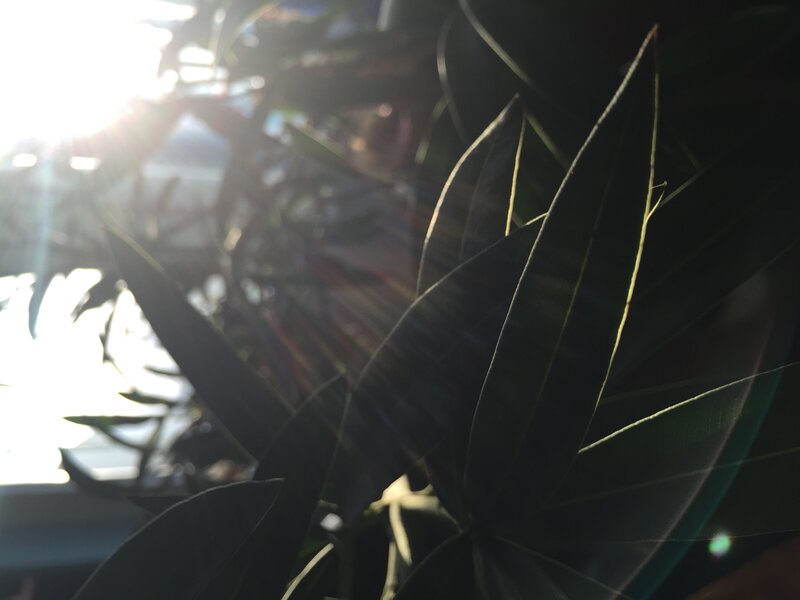 Plant Leaves in Sunlight — Green