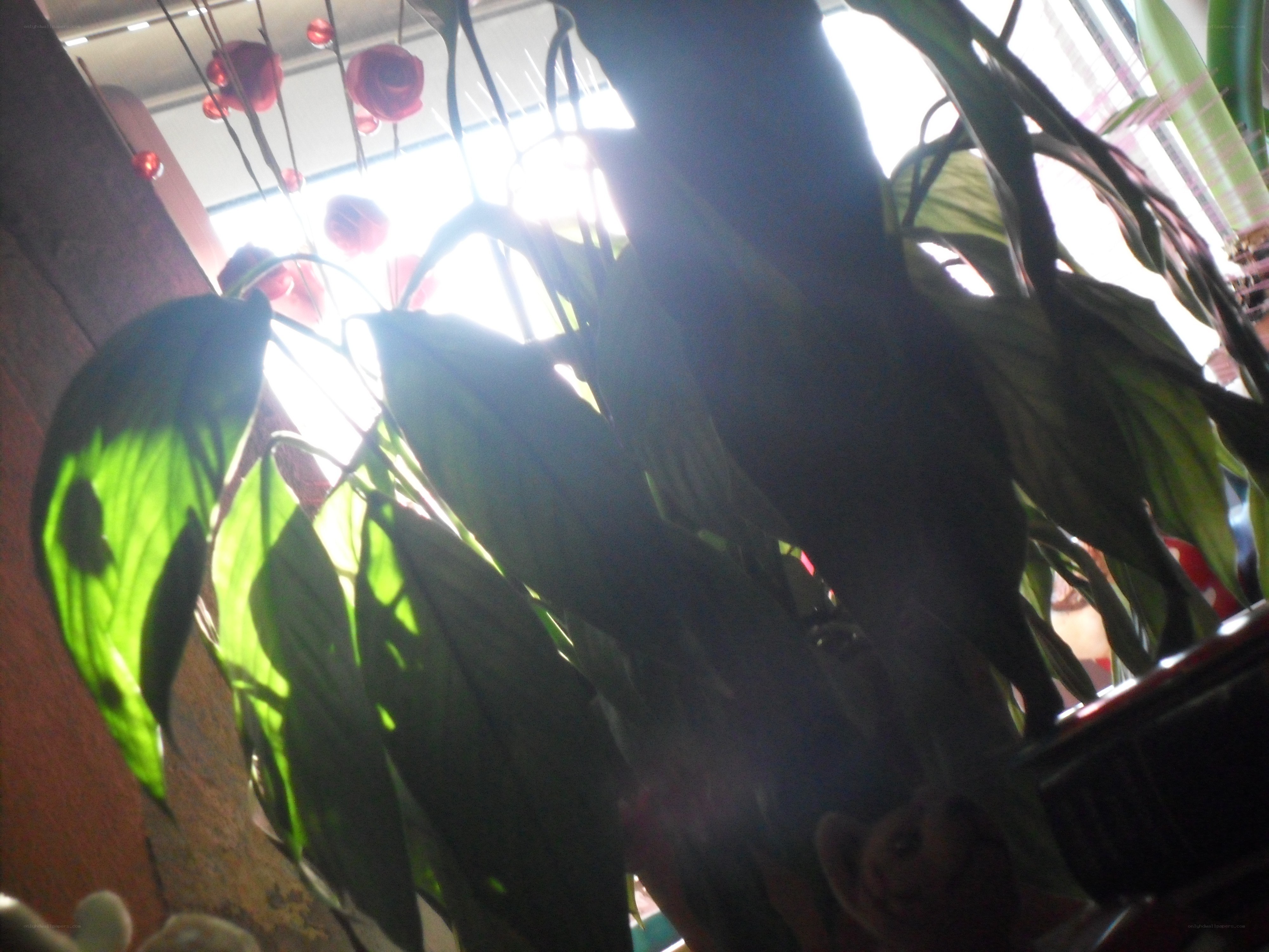 plant leaves in sunlight
