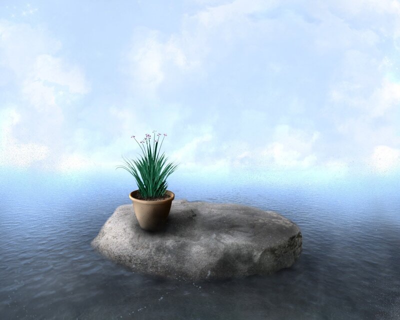 Plant on a rock in the sea