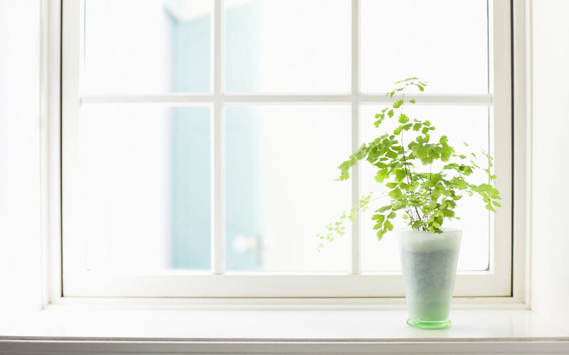 plant on a windowsill