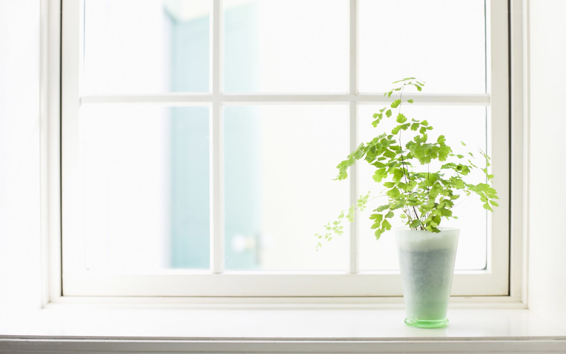 plant on a windowsill