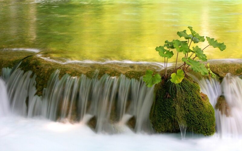 Plant on Mossy Rock