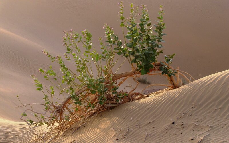 Plant on Sand Dune — Beige
