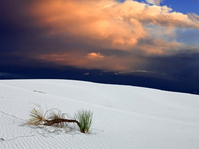 Plant on Sand Dune