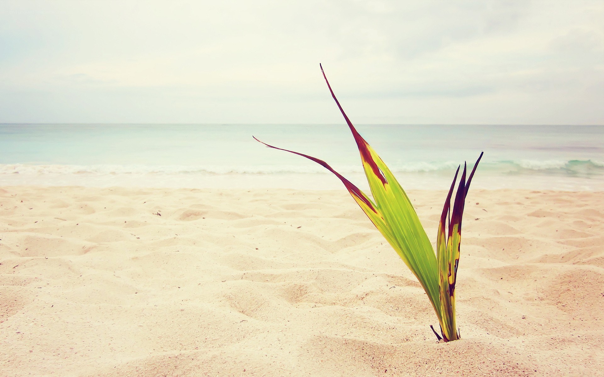 plant on sandy beach