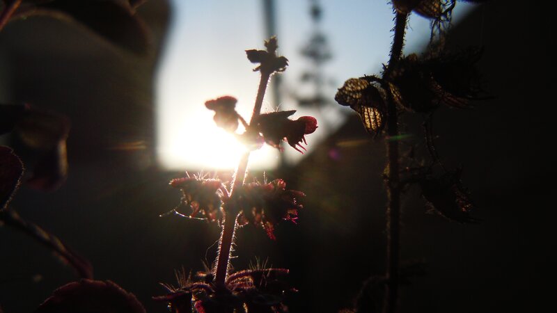 Plant Silhouette at Sunset — Black