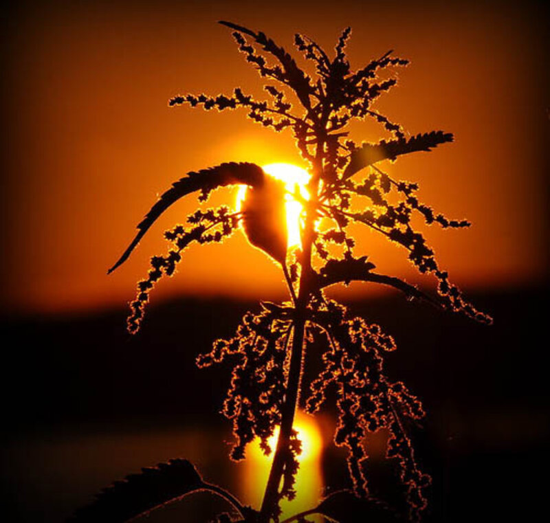 Plant Silhouette at Sunset