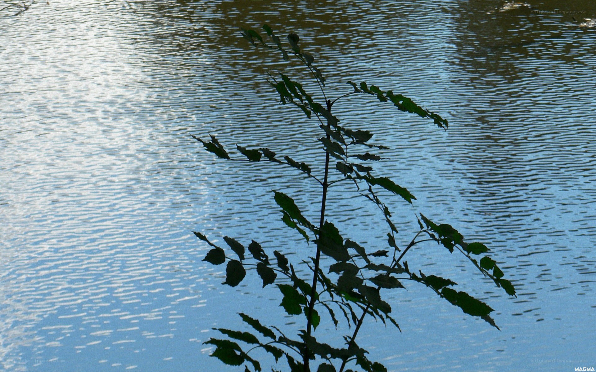 Plant silhouette by water