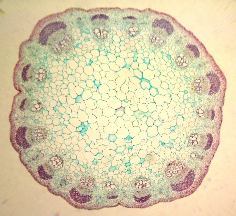 plant stem cross-section