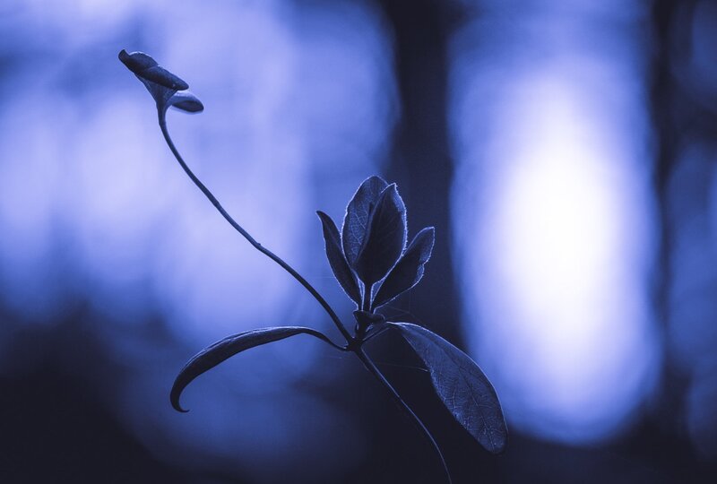 Plant Stem with Leaves