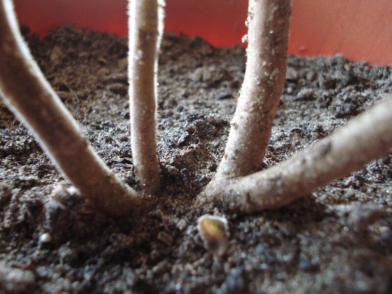 plant stems in soil