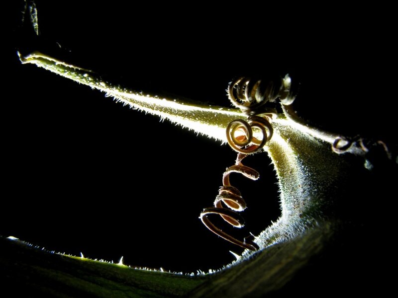 Plant Tendril in Silhouette