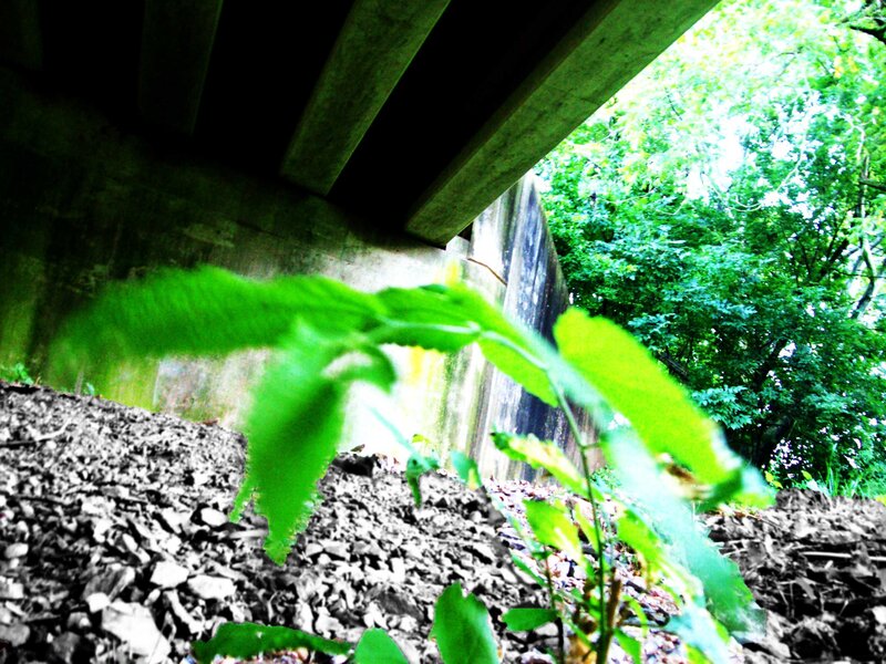Plant under a bridge