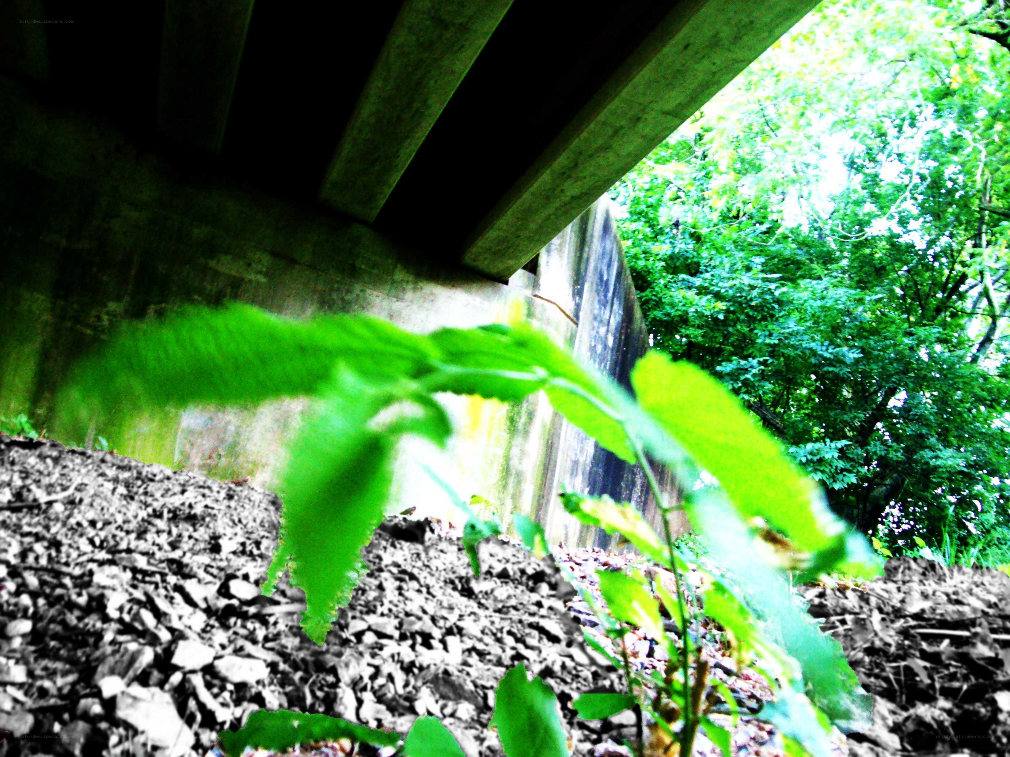 Plant under a bridge