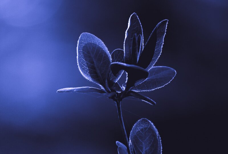 Plant with Blue Leaves