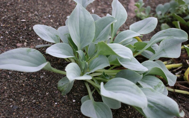 plant with broad leaves