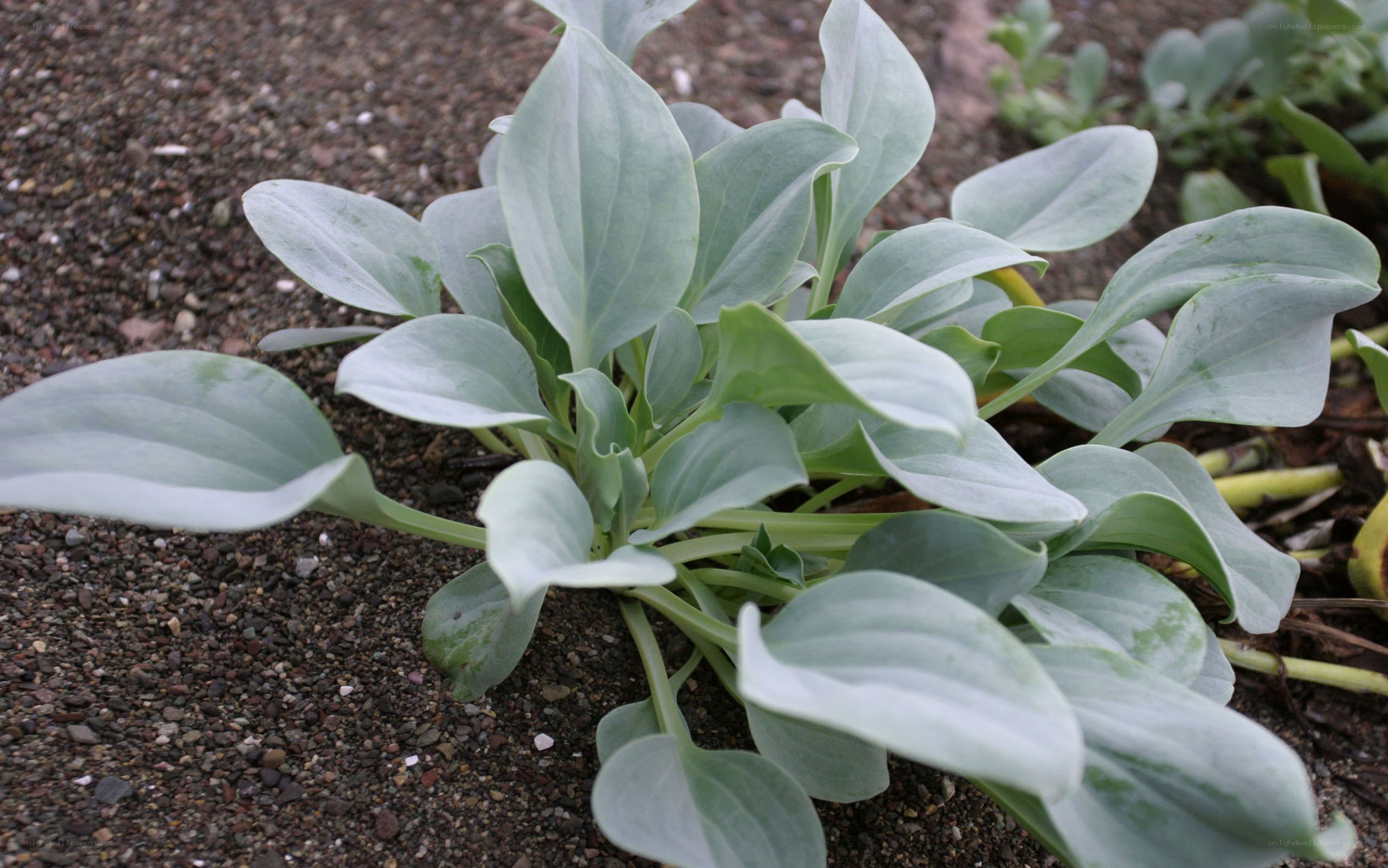 plant with broad leaves
