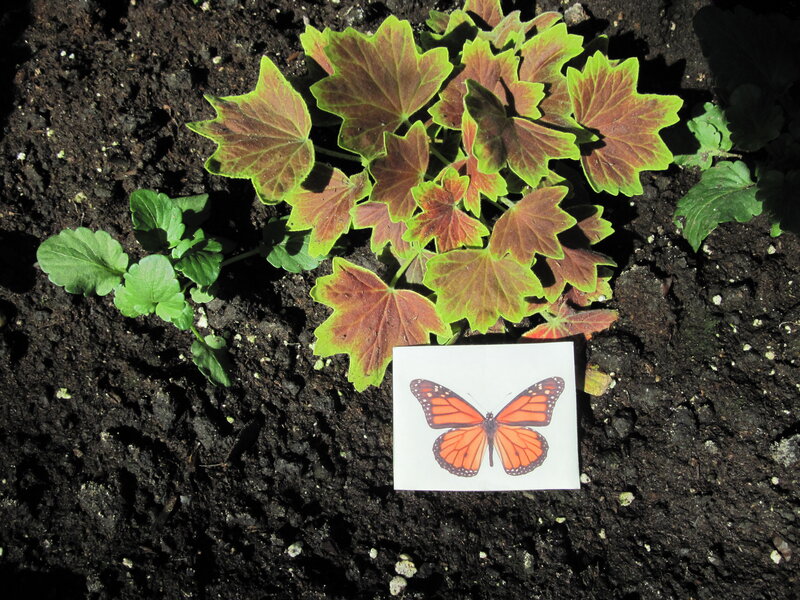 Plant with Butterfly Card