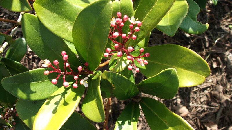 Plant with Pink Flowers