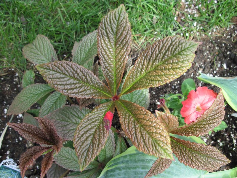 Plant with Red Leaves