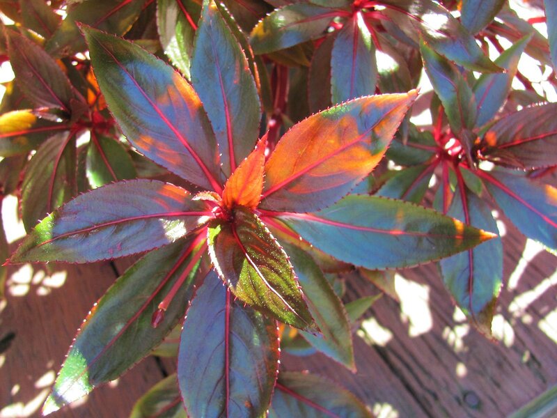 Plant with Red-veined Leaves