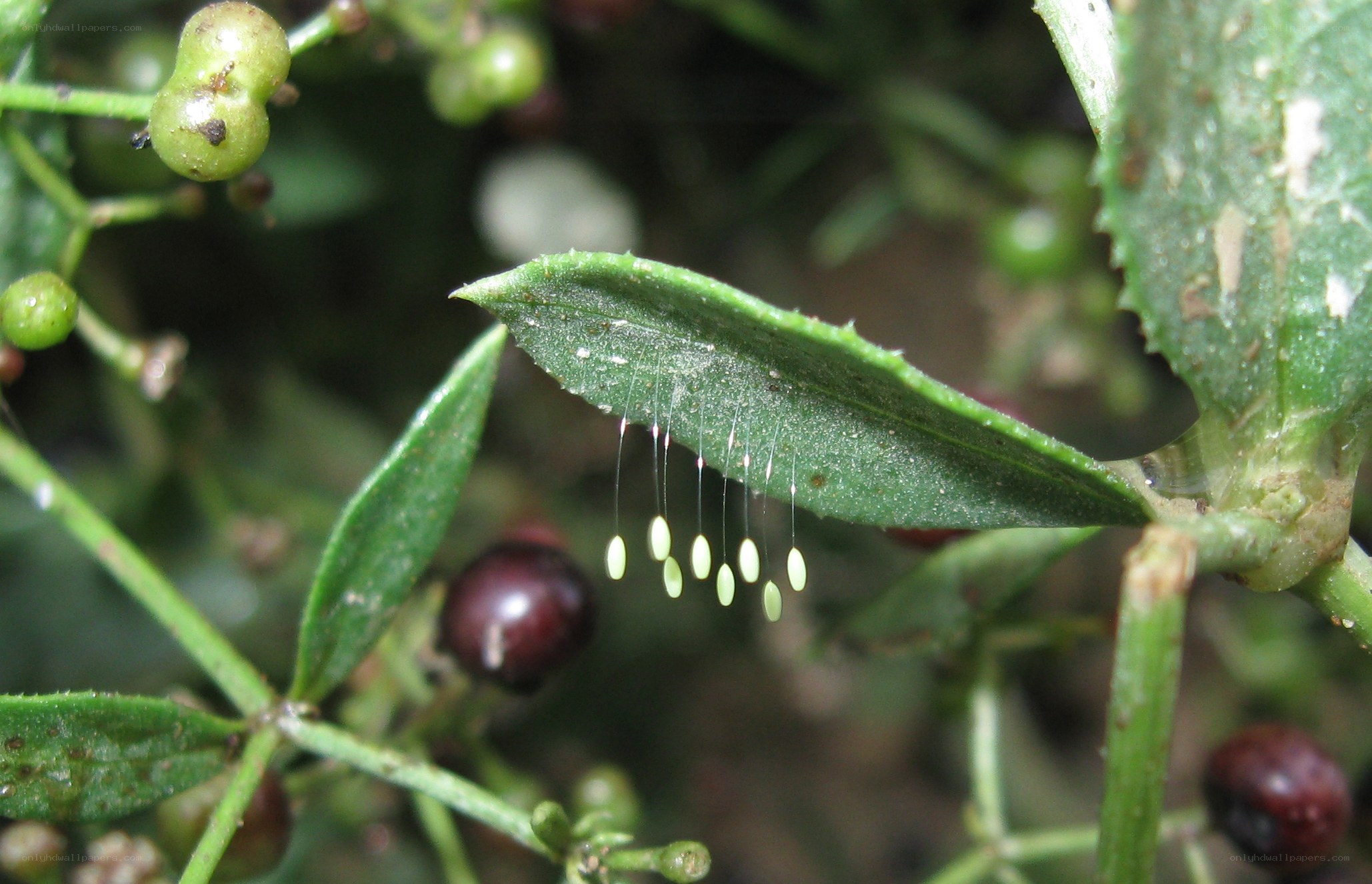 plant with seed pods