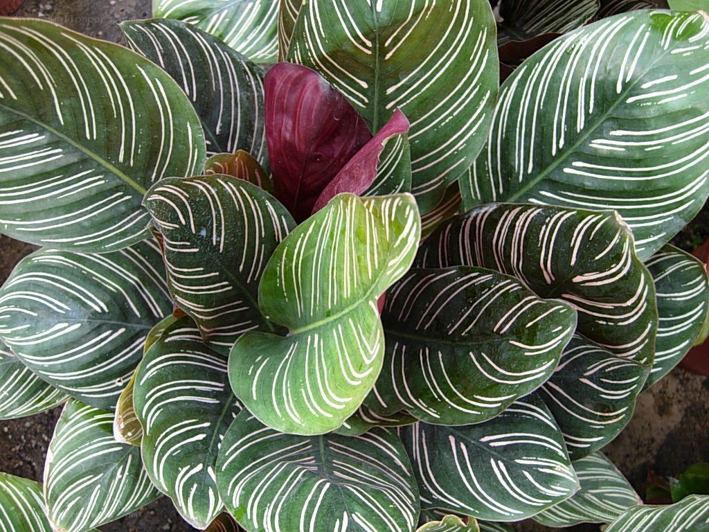 plant with striped leaves
