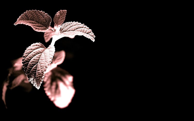plant with textured leaves