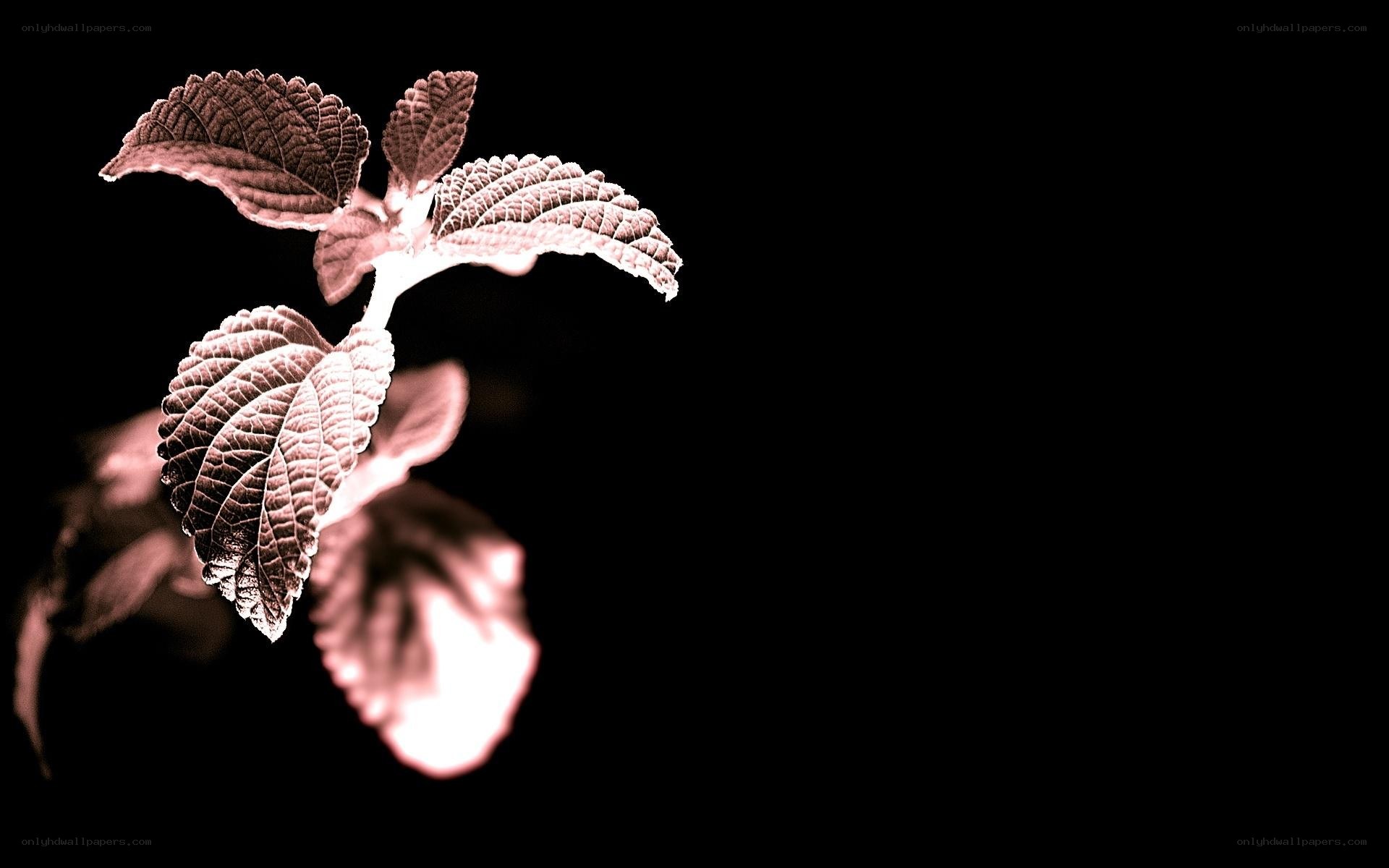 plant with textured leaves