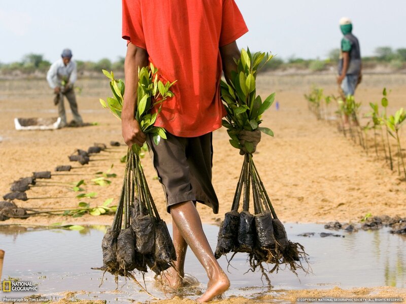 Planting mangrove saplings