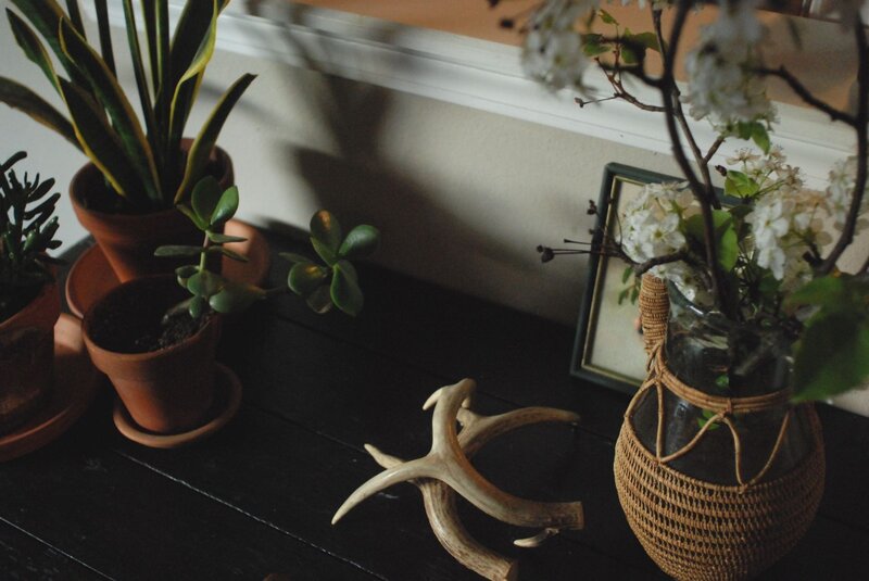 plants and antlers on a table