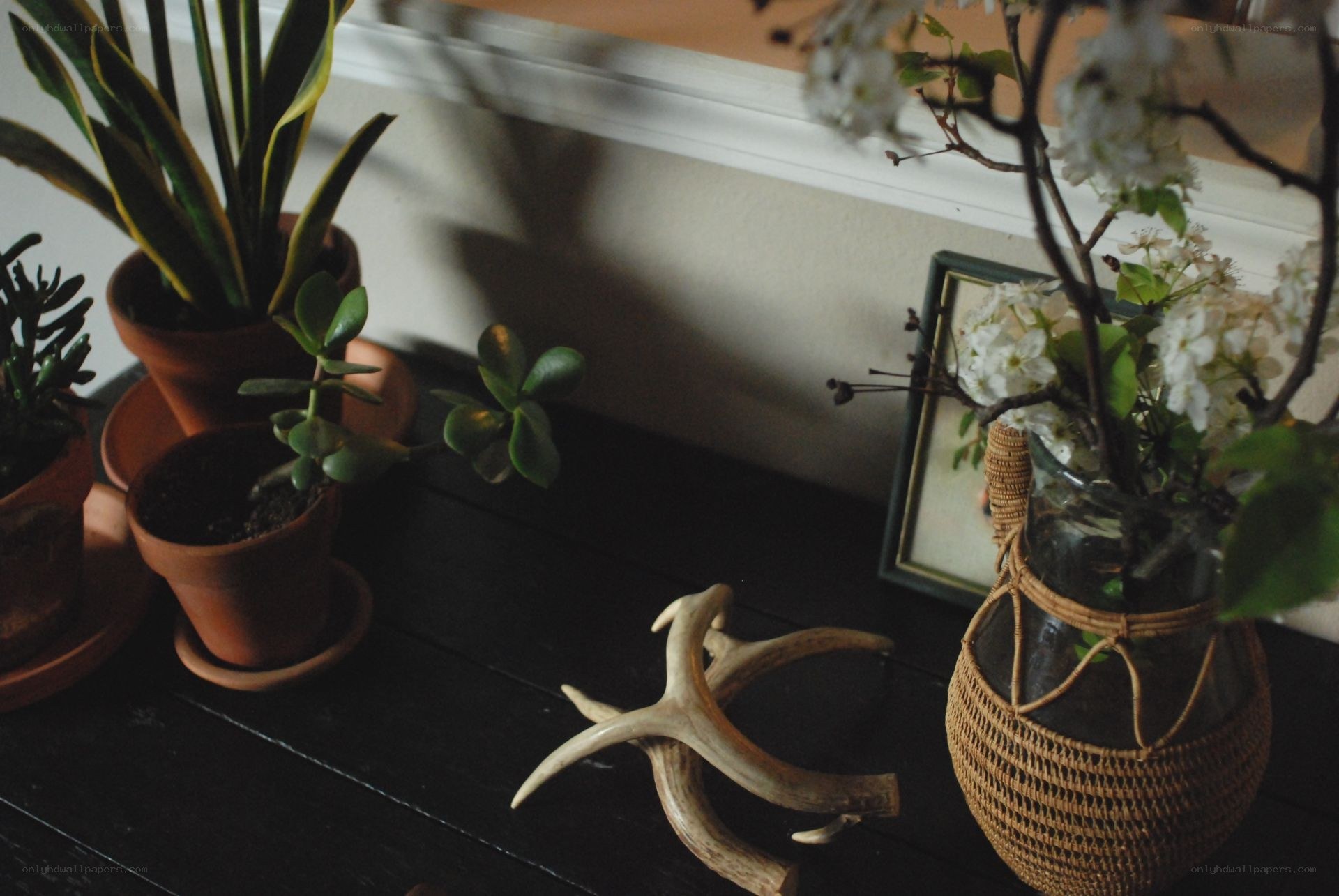plants and antlers on a table